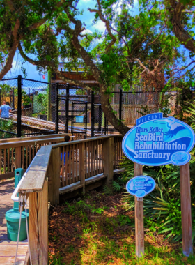  This image shows a touch tank exhibit at the Marine Science Center where visitors interact with marine creatures. The educational setting features vibrant aquatic life and hands-on learning for families.
