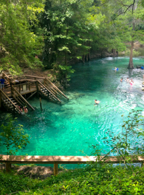  This image shows manatees swimming in the crystal-clear waters of Blue Spring State Park. Surrounded by lush greenery, the park is a tranquil refuge for wildlife and nature enthusiasts.