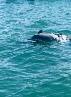 This image shows a dolphin-watching boat tour in Corpus Christi. Guests enjoy watching dolphins swim alongside the boat while learning about the local marine ecosystem from knowledgeable tour guides.