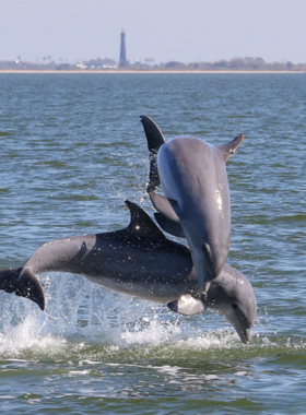 This image shows a family on a boat, watching playful dolphins swimming near the shore during a Dolphin Watch tour, with the Gulf of Mexico sparkling under the bright sun.
