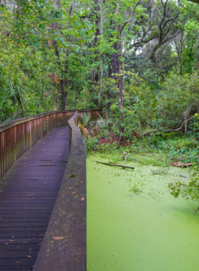  This image shows the peaceful trails of Sea Pines Forest Preserve, lined with lush greenery, tall trees, and a scenic wooden walkway.