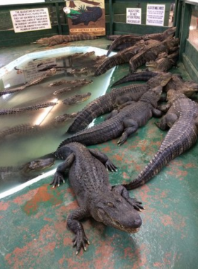 This image shows a visitor feeding alligators at The Arkansas Alligator Farm & Petting Zoo, a small, family-friendly zoo with a variety of animals and educational experiences for all ages.