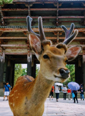 This image shows friendly deer roaming freely at Nara Deer Park, surrounded by lush greenery and historic temples. Visitors feed the deer special crackers, enjoying a harmonious interaction with these sacred animals in a serene setting.
