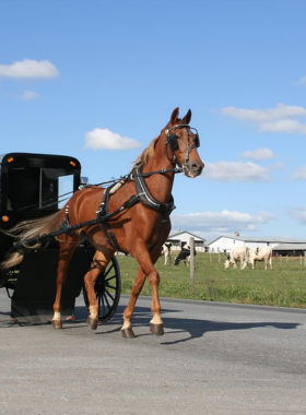 This image shows a peaceful Amish horse-and-buggy ride through the scenic countryside, offering visitors a glimpse into the traditional Amish way of life in Lancaster.