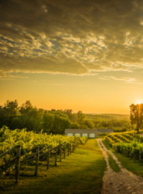 This image shows a scenic vineyard in Michigan’s wine country, located on the Old Mission or Leelanau Peninsula, with rows of grapevines stretching toward the horizon, offering a picturesque backdrop for wine tasting and tours.