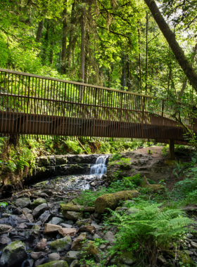 This image shows Forest Park in Portland, Oregon, one of the largest urban forests in the U.S. It offers miles of scenic hiking trails surrounded by towering trees and wildlife, providing an adventurous experience in the heart of nature.