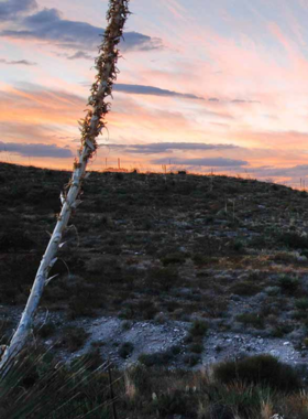 "This image shows the scenic views of Franklin Mountains State Park, with towering peaks and desert landscapes under a clear blue sky, offering visitors a stunning natural environment to explore outdoor activities like hiking and rock climbing."

