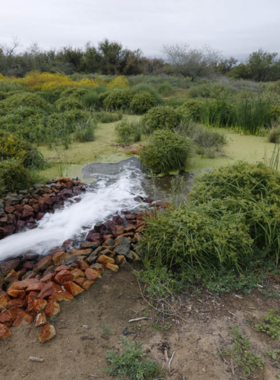 "This image shows a peaceful scene at Rio Bosque Wetlands Park, with lush wetland vegetation and wildlife, offering visitors a tranquil environment to explore nature, birdwatch, and learn about the unique ecosystem of the Rio Grande River."