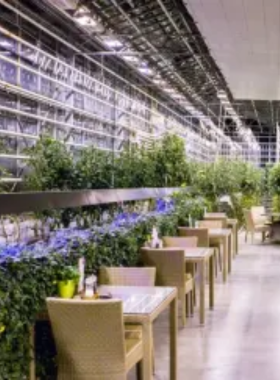 This image shows visitors enjoying a delicious meal made from freshly grown tomatoes inside a greenhouse at Friðheimar in Iceland, an innovative agricultural experience showcasing sustainable farming.