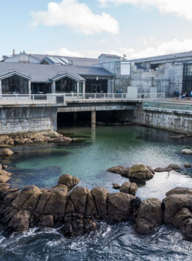 This image shows the diverse marine life at the Monterey Bay Aquarium, featuring sea turtles, stingrays, and colorful fish swimming in massive tanks. Visitors can enjoy an up-close view of the ocean’s wonders in this world-class aquarium.