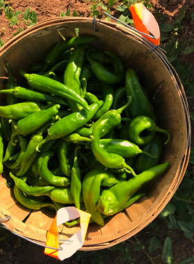 This image shows a plate of delicious green chile enchiladas, a popular dish in New Mexico. The image highlights the vibrant colors and rich flavors of the state’s famous chile, showcasing its importance in New Mexican cuisine.