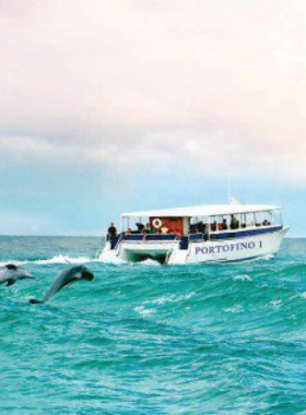 This image shows a dolphin cruise in Pensacola, where tourists enjoy an exciting boat ride through the waters, observing playful dolphins swimming alongside the vessel. The clear blue skies and scenic coastal views make this an unforgettable experience for nature and wildlife enthusiasts.