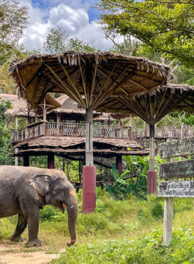 This image shows visitors interacting with elephants at the Phuket Elephant Sanctuary, where rescued elephants are cared for in a natural, ethical environment. Visitors feed, bathe, and learn about the elephants' stories and conservation efforts.