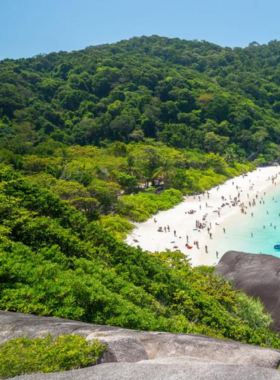 This image shows the crystal-clear waters of the Similan Islands, showcasing vibrant coral reefs and colorful marine life, including sea turtles and tropical fish. The serene underwater world is perfect for diving and photography.