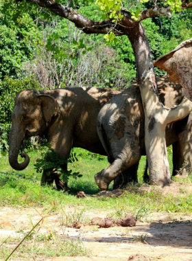 This image shows rescued elephants in the Elephant Nature Park, Chiang Mai. The elephants are seen in a natural, calm environment, bathing and interacting with visitors. It’s a heartwarming scene promoting wildlife conservation.