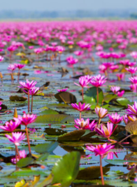 This image shows the Red Lotus Lake in Udon Thani, Thailand, covered in vibrant pink lotus flowers during sunrise. The soft morning light reflects off the flowers and water, creating a peaceful and serene scene.