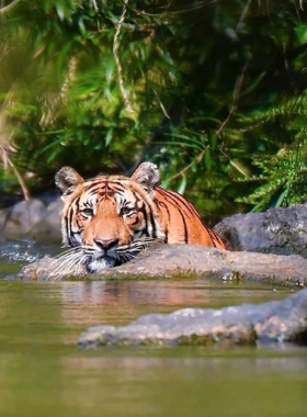 This image shows a variety of wildlife in Kaeng Krachan National Park, with elephants, birds, and lush green forests in the background. The park is known for its biodiversity, making it a perfect spot for wildlife photographers.