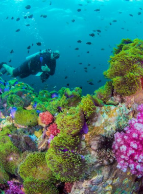 This image shows scuba divers exploring the deep blue waters off Phuket’s coast. Surrounded by vibrant coral reefs, the divers discover a fascinating underwater world, with schools of fish and unique marine life, providing an unforgettable diving experience.