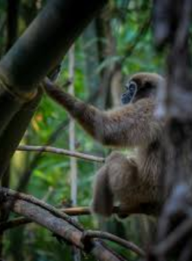 This image shows that the Gibbon Rehabilitation Project in Phuket is a sanctuary dedicated to rescuing and rehabilitating gibbons. The image captures gibbons swinging through the trees, living in a natural and peaceful environment while tourists and photographers observe and learn about the animals.