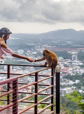 This image shows that Monkey Hill in Phuket is a popular spot for observing wild monkeys in their natural habitat. The image captures a playful monkey sitting on a tree branch with Phuket city in the background, offering a perfect opportunity for wildlife photography.