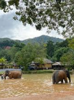 This image shows that the Green Elephant Sanctuary in Phuket is a peaceful place where elephants roam freely after being rescued from captivity. The image features elephants playing in the mud, highlighting their natural behavior in a tranquil setting, which is a great spot for ethical wildlife photography.