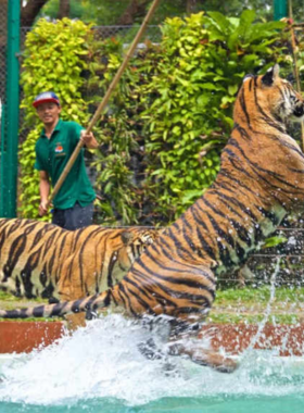 This image shows that Tiger Kingdom in Phuket is an attraction where visitors can get up close to majestic tigers. The image captures a visitor posing safely with a tiger, showcasing the thrilling and unforgettable experience of interacting with one of nature's most powerful creatures.