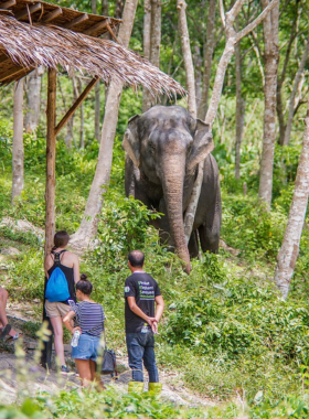 This image shows that the Phuket Elephant Sanctuary is dedicated to the rehabilitation of rescued elephants. The image features a gentle elephant interacting with visitors in a natural and stress-free environment, offering a unique opportunity to photograph these majestic animals in a respectful setting.