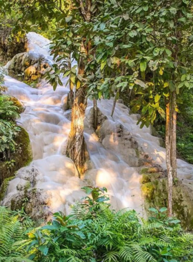 This image shows a visitor climbing the unique sticky rocks of Bua Tong Waterfalls, surrounded by lush greenery. The unusual limestone formations allow climbers to ascend without slipping, offering a fun and adventurous experience in the heart of nature near Chiang Mai.