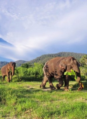 This image shows elephants at the Blue Daily Elephant Sanctuary roaming freely in a lush green landscape. Visitors stand nearby, feeding the elephants and observing them in their natural habitat. The sanctuary’s commitment to ethical treatment and conservation is reflected in the relaxed and joyful demeanor of the elephants. The photo captures the heartwarming bond between humans and these gentle giants.