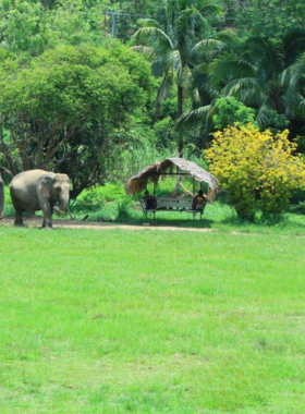 : This image shows that visitors at Kanta Elephant Sanctuary are feeding elephants in a peaceful, natural setting. The elephants are surrounded by lush greenery, allowing visitors to interact with them while learning about their care and conservation efforts.