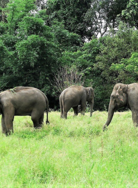 This image shows visitors interacting with elephants at Chiangmai Elephant Home, located in the cloud forests, offering a peaceful environment where you can walk with, bathe, and learn about the elephants.