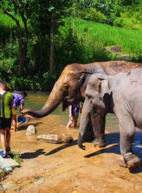 This image shows elephants in a natural, beautiful setting at Elephant Village Sanctuary, where visitors interact with them, feed them, and explore the surrounding nature, perfect for photography.