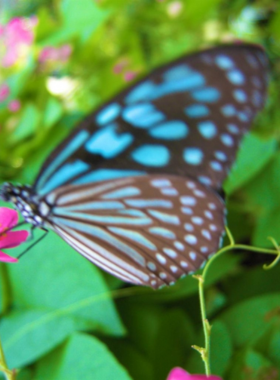 This image shows the colorful Butterfly Hill in Koh Samui, where visitors can wander through lush gardens surrounded by hundreds of fluttering butterflies, offering an educational and serene experience in nature.