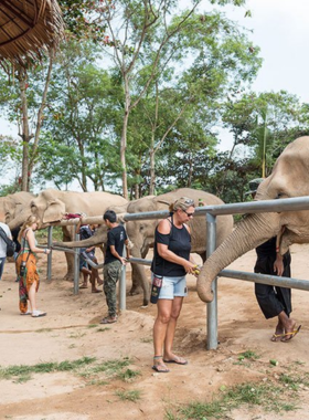  This image shows a close-up of a friendly elephant at the Samui Elephant Sanctuary, where rescued elephants are cared for in a safe and ethical environment. Visitors can interact with the elephants, feeding them and learning about their conservation efforts.