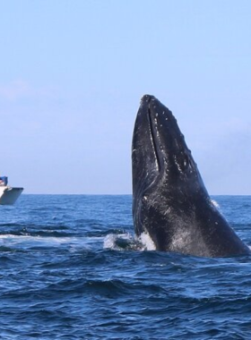 This image shows a group of tourists aboard a boat in Puerto Vallarta, watching humpback whales breach and swim in the Pacific Ocean during whale-watching season, with guides explaining their behavior.