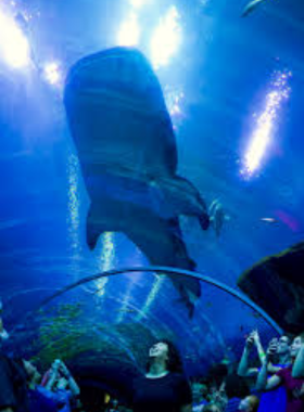 This image shows the mesmerizing underwater tunnel at the Georgia Aquarium, where marine life like fish, sharks, and rays swim above visitors. The immersive experience captures the beauty and diversity of ocean ecosystems.