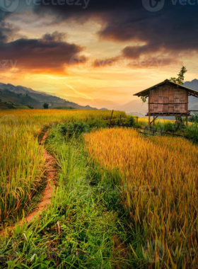  This image shows peaceful rice field pavilions in Pai, Thailand, surrounded by vast green fields and mountains, perfect for relaxation or meditation.