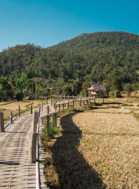 This image shows the picturesque Bamboo Bridge stretching across golden rice fields in Pai, Thailand. The rustic charm and simplicity of the bridge make it a peaceful and scenic spot for photography.