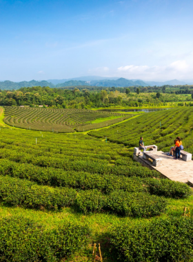 Choui-Fong-Tea-Plantation-Chiang-Rai This image shows the scenic Choui Fong Tea Plantation in Chiang Rai, where visitors can explore rolling hills covered with tea plants. The plantation offers guided tours and a chance to sample freshly brewed tea while enjoying the beautiful landscape.
