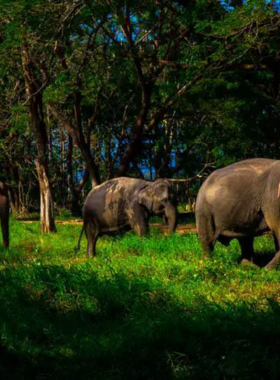 Elephant-Steps-Chiang-Rai-Eco-Tour This image shows visitors walking with elephants at Elephant Steps Chiang Rai, an eco-friendly tour focused on elephant conservation. The experience offers a chance to connect with these majestic creatures in their natural habitat.