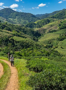 2. Doi Mae Salong This image shows the serene hilltop town of Doi Mae Salong, surrounded by vibrant green tea plantations and misty mountain views. The peaceful setting offers cultural richness with its local markets and Chinese community, making it a captivating photography destination.