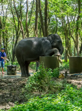 8. Elephant Valley Thailand This image shows elephants roaming freely in the natural habitat of Elephant Valley Thailand. The sanctuary provides a safe environment for rescued elephants, making it an ideal spot for wildlife photography that emphasizes compassion and sustainability.