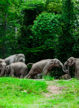 This image shows a safari adventure in Khao Yai National Park, where tourists explore the park’s vast landscapes and dense forests in search of wildlife like elephants, tigers, and monkeys. The safari offers a unique opportunity to learn about Thailand’s diverse ecosystems and spot rare animals. The image captures the thrill of the safari experience, with beautiful natural scenery in the background, making it an unforgettable adventure for nature enthusiasts and wildlife lovers.