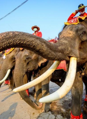 This image shows elephants in the natural surroundings of Elephant Kraal Village, with caretakers nearby. The scene reflects the harmony between humans and these magnificent creatures, highlighting the village's conservation efforts.