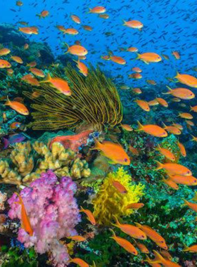 This image shows the vibrant coral reefs and clear blue waters of Bunaken Marine Park in North Sulawesi. This underwater paradise is a popular destination for divers and snorkelers, offering a rich marine ecosystem with a diverse range of marine species. The peaceful waters and colorful corals make for a spectacular diving experience. Visitors can also enjoy kayaking, snorkeling, or simply relaxing on the beautiful, secluded beaches surrounded by the pristine natural beauty of the park.