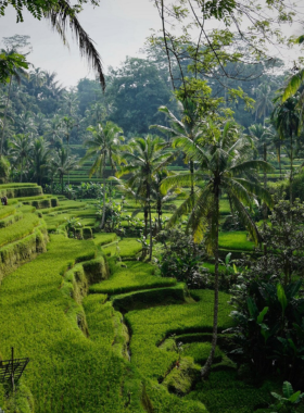 This image shows the lush, green rice terraces of Ubud, Bali, with traditional Balinese culture at its heart. Ubud is known for its serene ambiance, ancient temples, and vibrant art scene. The area is home to numerous art galleries, yoga retreats, and wellness centers, making it the perfect destination for spiritual and physical rejuvenation. The tranquil environment, combined with cultural experiences like visiting the Sacred Monkey Forest Sanctuary, offers a unique cultural and wellness getaway.