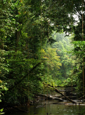 This image shows the dense rainforests of Kalimantan (Borneo), teeming with wildlife and natural beauty. The lush greenery stretches as far as the eye can see, providing a glimpse into one of the most biodiverse ecosystems on the planet. Riverboat trips through the jungle offer visitors a chance to spot orangutans and other rare wildlife in their natural habitat. Kalimantan is an untouched paradise for those who want to experience the wild beauty of Borneo’s rainforests and indigenous cultures.