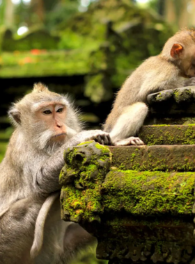 Sangeh Monkey Forest This image shows that Sangeh Monkey Forest, located in Bali, offers a more serene and intimate wildlife experience. Surrounded by towering nutmeg trees, the forest is home to a large population of macaques. With fewer crowds compared to other monkey forests, visitors can enjoy a peaceful walk and observe the monkeys in a tranquil environment, making it a great spot for photography and nature enthusiasts.