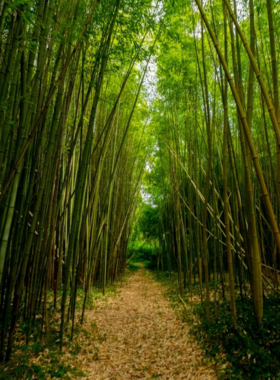Penglipuran Bamboo Forest This image shows that the Penglipuran Bamboo Forest in Bali is a peaceful, serene location filled with towering bamboo stalks. The forest offers a quiet escape from the bustling tourist spots, where visitors can take a leisurely walk along bamboo-lined pathways. The tranquil atmosphere, combined with the unique bamboo architecture, makes it an ideal place for nature photography and a relaxing experience.