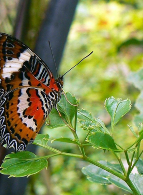 bali-butterfly-park-gardens This image shows the Bali Butterfly Park, a serene and peaceful garden filled with vibrant butterflies. The image captures the lush surroundings, with butterflies fluttering around colorful flowers. Visitors can walk through the garden and learn about the butterfly lifecycle and their importance to the environment. It’s a tranquil escape, ideal for nature lovers seeking a calm and educational experience.